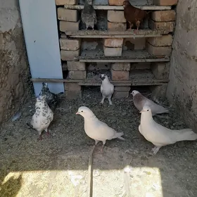 kepderler
