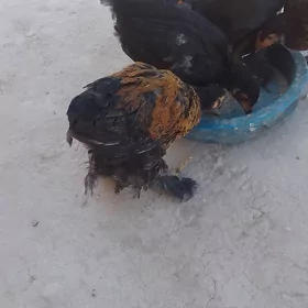 gigant barma jüyje tiz yumurtg