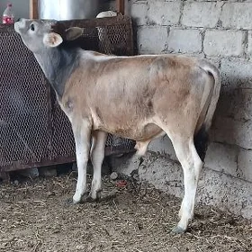 Okuz okuzce