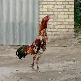 baýtsow horaz