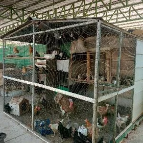 Towuk ketek