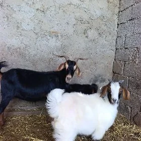 Ekiz owlakly geçi