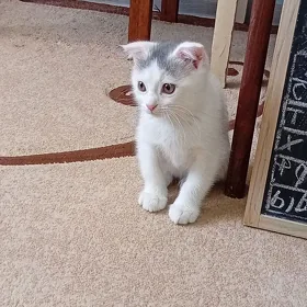 вислоухий мальчик