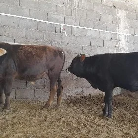 öküz