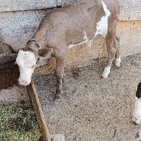 2 İKİ SANY TOHUM ÖKÜZ