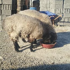 işek