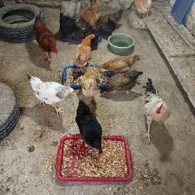 towuklar horazlar
