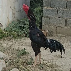 Tașkent