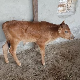 göle oküzce