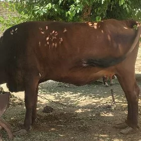 sygyr
