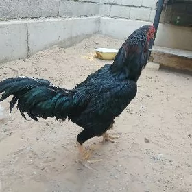 Höraz