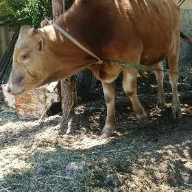okuzce