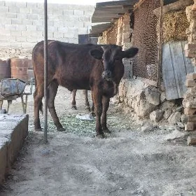 tüve