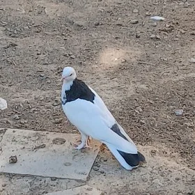 Kepderi