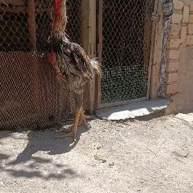 хораз