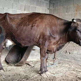 Goleli sygyr