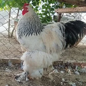 brama