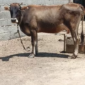 şwes göleli sygyr