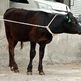öküz Göle