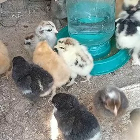 induk towuk juyje juje