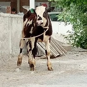 Öküz Göle