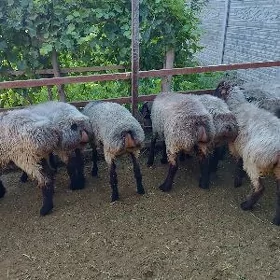 bakylan satlyk goyunlar