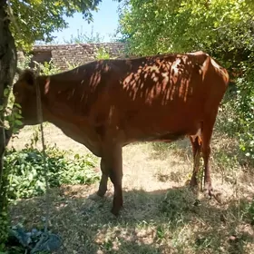 Göleli sygyr
