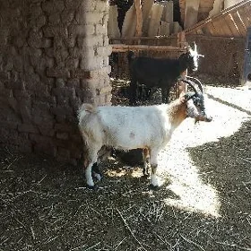 geci
