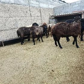 garaköl işek