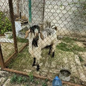 Gechi Vietnam paroda