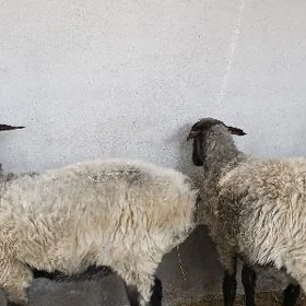 goýun.işşek