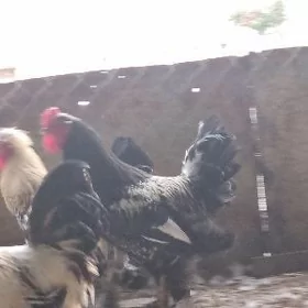 brahma horozlar
