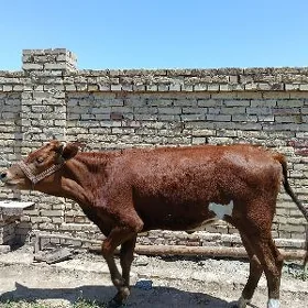 Unajyn
