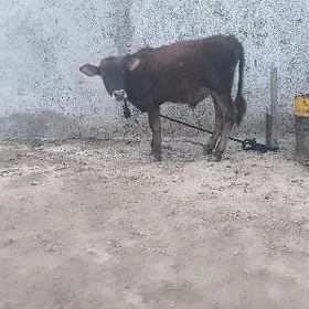 okuzce