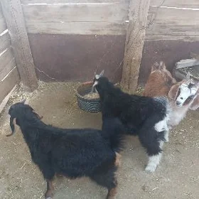 goýun ve geciler