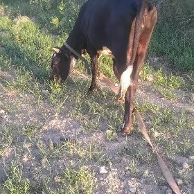 unjyn