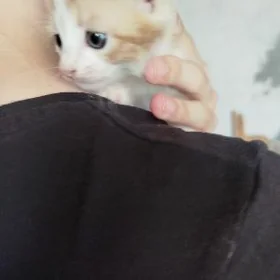 котята