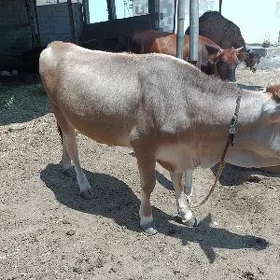 yaş sekiz aylyk tuwe