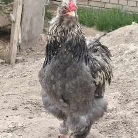 тройка двойка товуклар