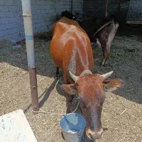 2 yaşan tuwe  iymde duran
