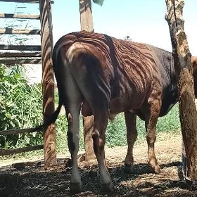 ÖKÜZ