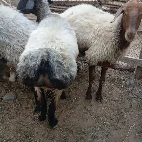 owec goyun bicilen