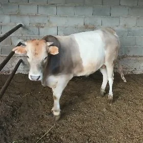 Öküz