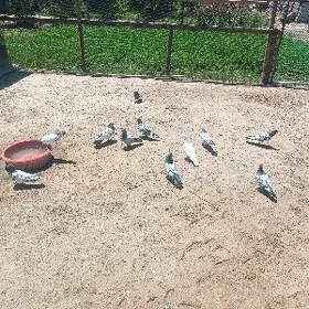 kepderi