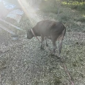öküž