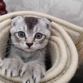 котенок