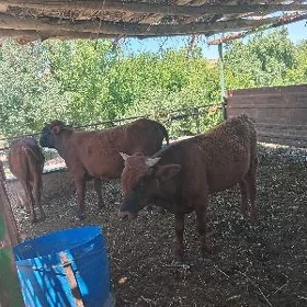 öküzler we unajynlar
