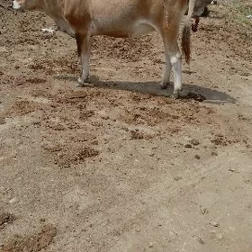 сыгыр