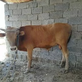 öküž