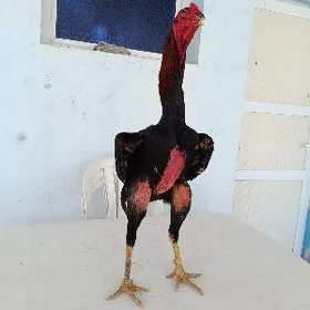 Taşkent horaz